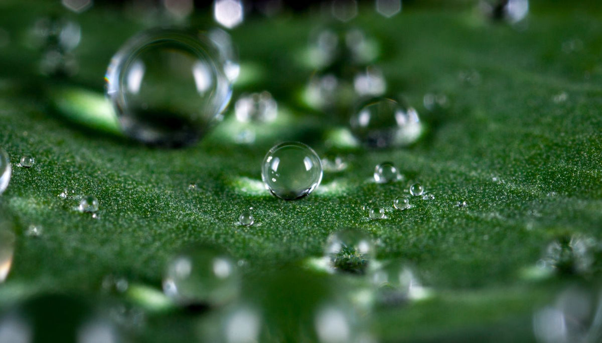 Gotas de água transparentes sobre uma folha verde