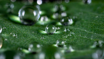 Gotas de água transparentes sobre uma folha verde