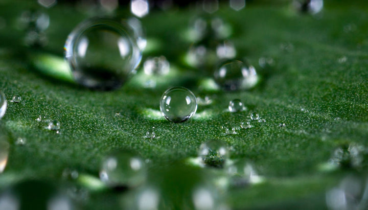 Gotas de água transparentes sobre uma folha verde
